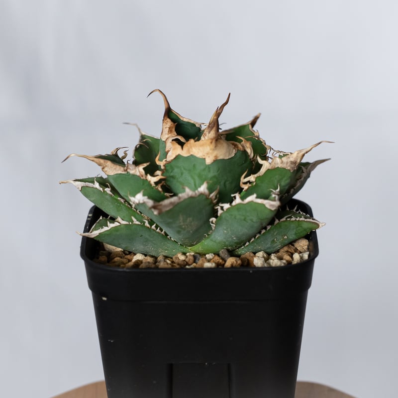 アガベ チタノタ 緑幽霊【発根管理中】TC株 Agave titanota 多肉植物