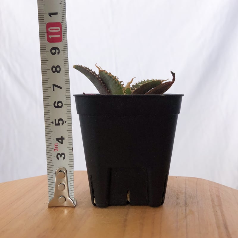 アガベ チタノタ ブラックアンドブルー BB 白覆輪【発根管理中】ブルー