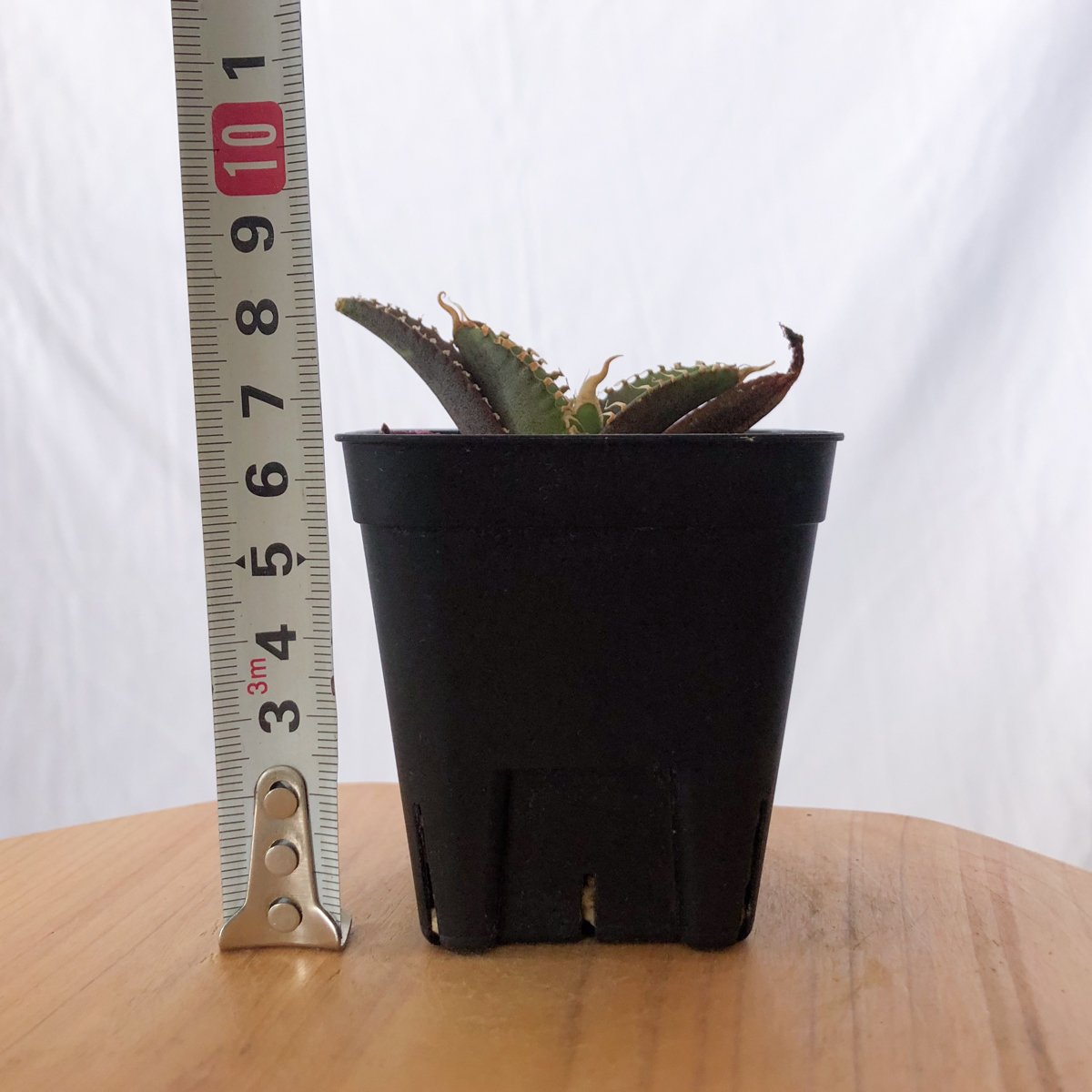 アガベ チタノタ BB黄覆輪 小株 2株➕BB白覆輪 1株 極上 レア発根済 アガベ チタノタ ブラックアンドブルー BB 白覆輪【発根管理中