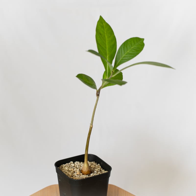 バオバブ アダンソニア ディギタータ 星の王子様 バオバブの木 塊根