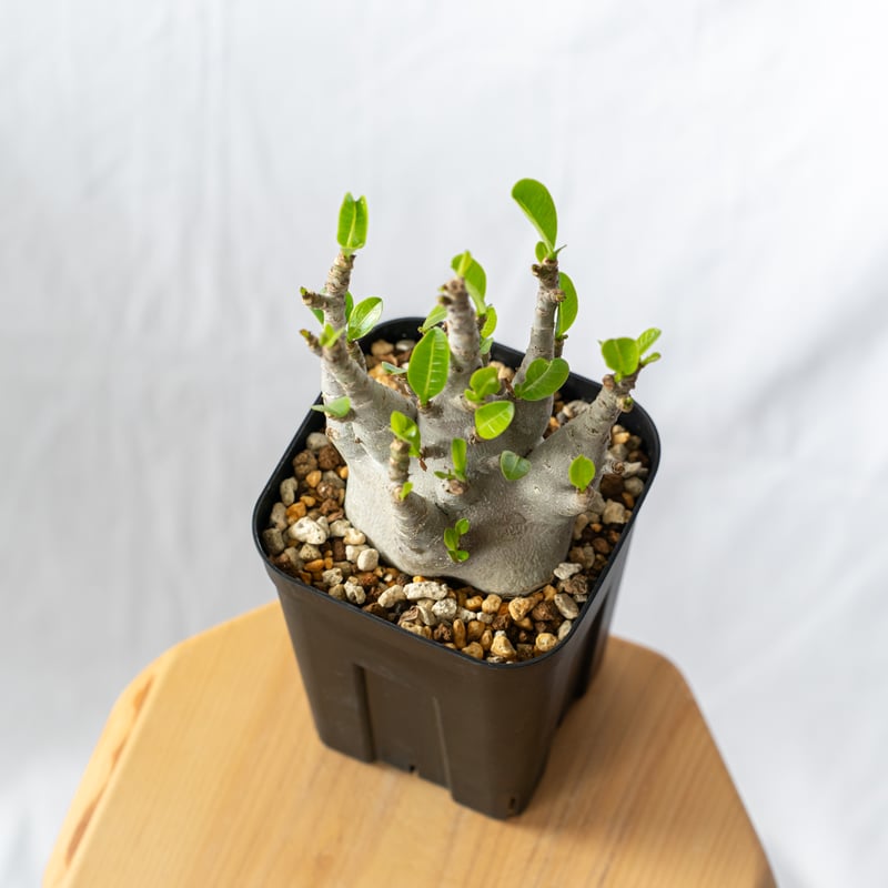 アデニウム アラビカム ブラックスキン【発根管理中】Adenium Arabicum