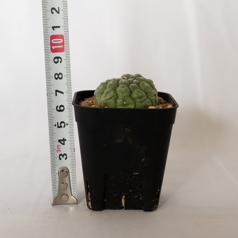 アストロフィツム 亀甲兜 リザードスキン Astrophytum 多肉植物