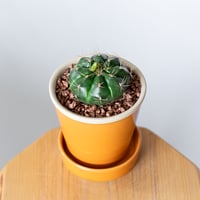 ギムノカリキウム 翠晃冠 鉢セット Gymnocalycium anisitsii サボテン 多肉植物 観葉植物 静岡 ANTIDOTE 通販 S1339