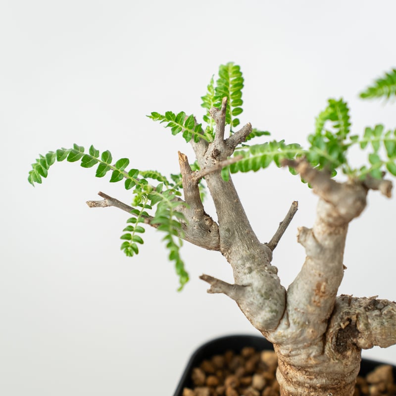 発根済み3年経過　ボスウェリアネグレクタ ボスウェリア ネグレクタ【発根管理中】Boswellia neglecta 多肉植物