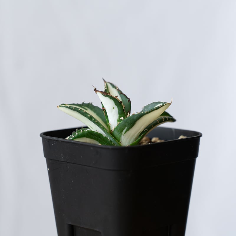 アガベ チタノタ 太陽神 白中斑 美株【発根管理中】TC株 Agave