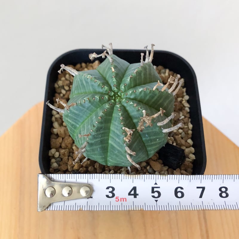 ユーフォルビア バリダ 実生 Euphorbia super valida 多肉植物 珍奇植物