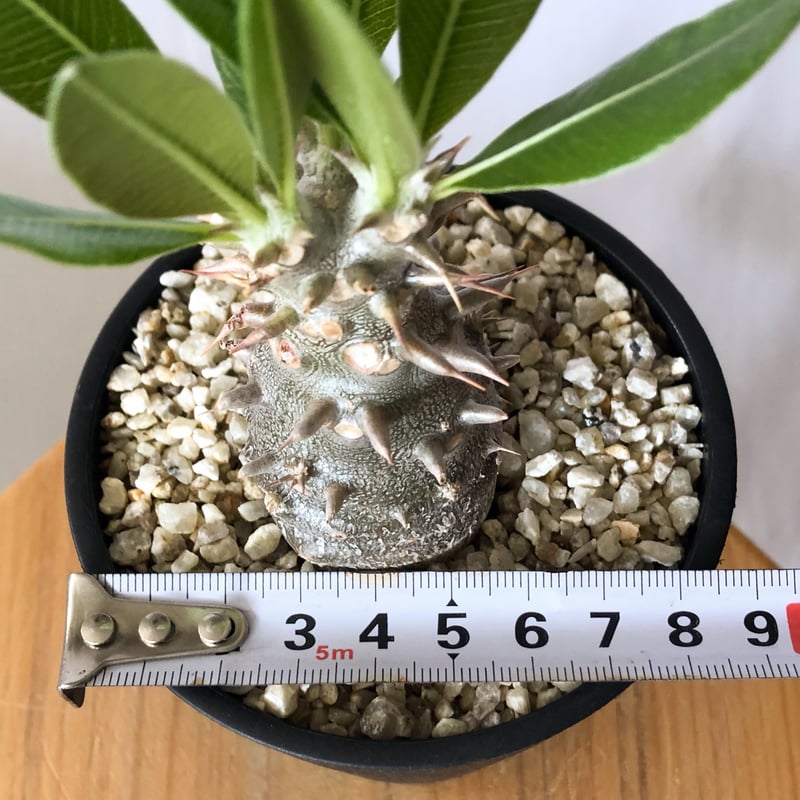 パキポディウム デンシフローラム 実生 シバ女王の玉櫛 Pachypodium