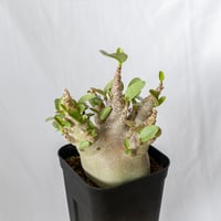 アガベ チタノタ シーザー 白覆輪【発根管理中】 TC Agave titanota