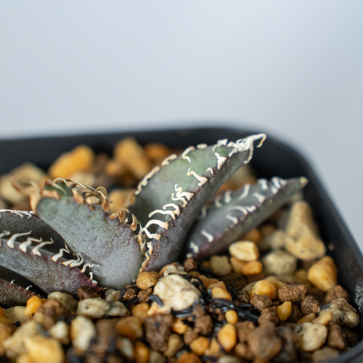 アガベ チタノタ 白幽霊【発根管理中】TC株 agave titanota white gho