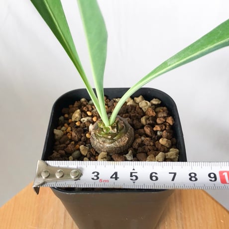 鉄甲丸 ユーフォルビア ブプレウリフォリア 実生 Euphorbia bupleurifolia 多肉植物 珍奇植物 静岡 ANTIDOTE 通販 S1383