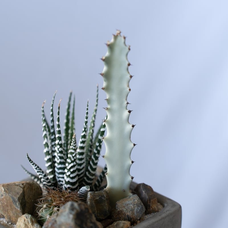 オテロイ実生＆ヘクチア レピドフィラ ハビタットスタイル 子株付き極