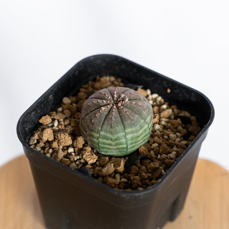 ユーフォルビア オベサ 実生 Euphorbia obesa 多肉植物 珍奇植物 静岡