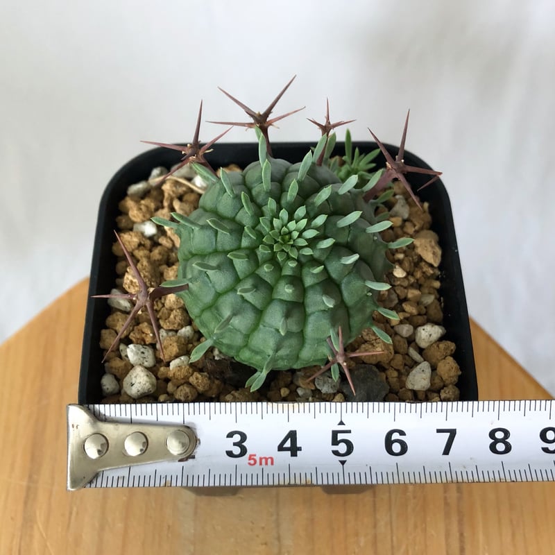 ユーフォルビア 群星冠 実生 Euphorbia stellispina 多肉植物 珍奇植物