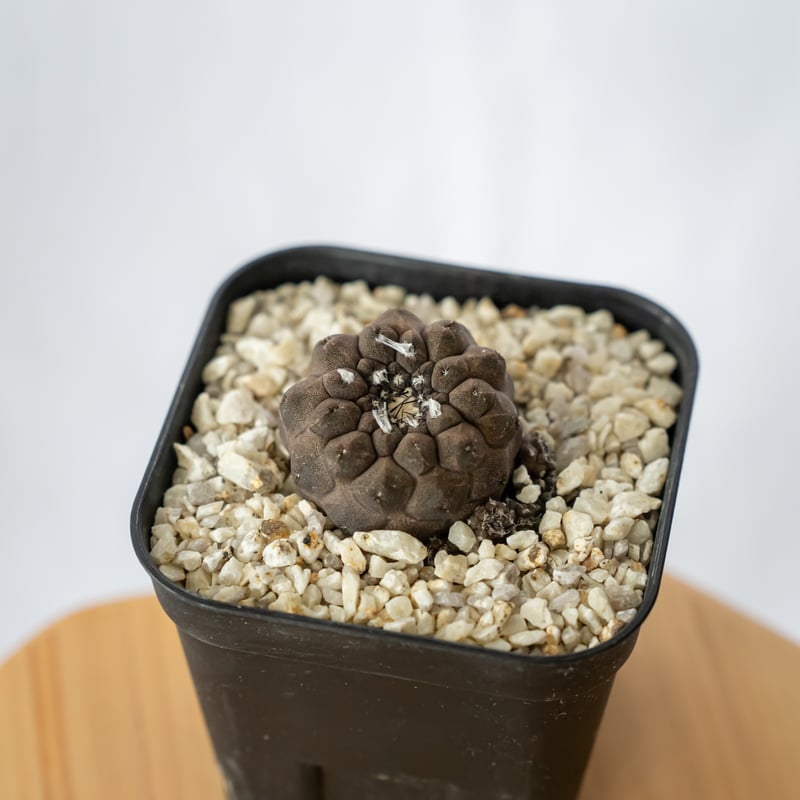 コピアポア ヒポガエアリザードスキン Copiapoa hypogaea