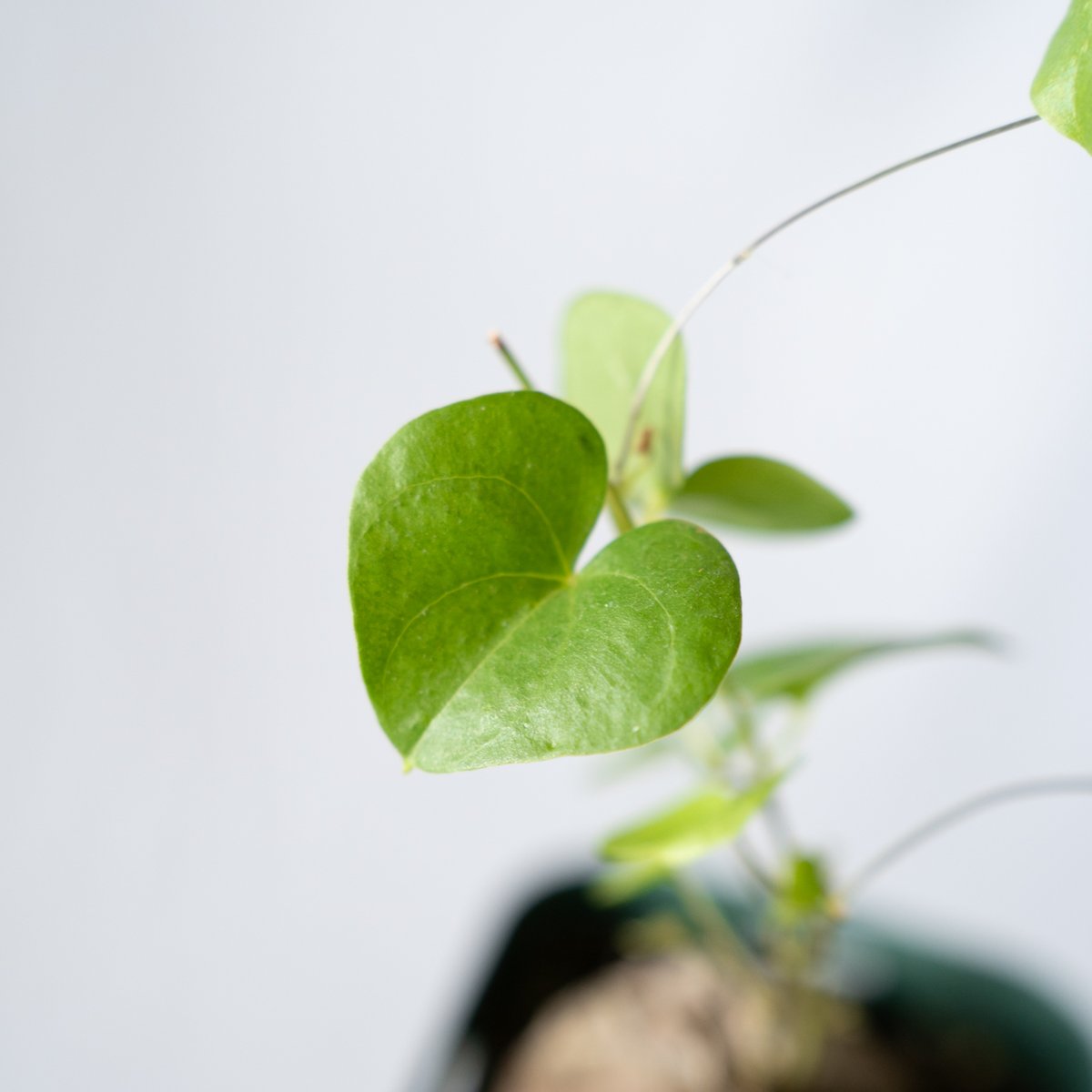 亀甲竜 ディオスコレア・エレファンティペス Dioscorea elephantipes