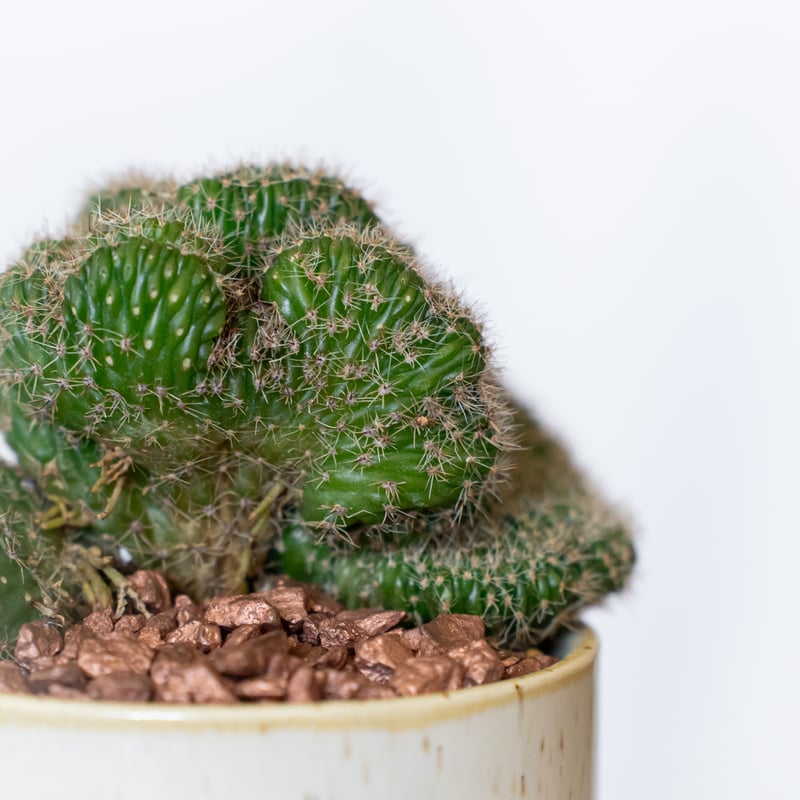 セレウス 金獅子 鉢セット Cereus variabilis f.monstrosus サボ