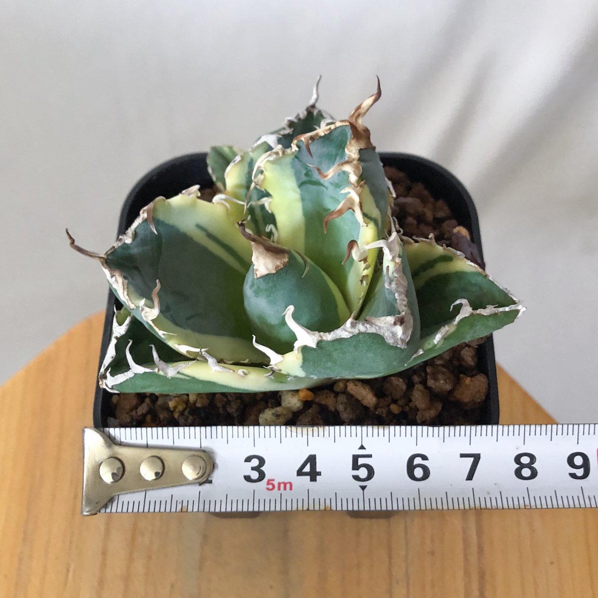 アガベ チタノタ 白鯨 白鯨錦 白覆輪 TC株 Agave titanota White W