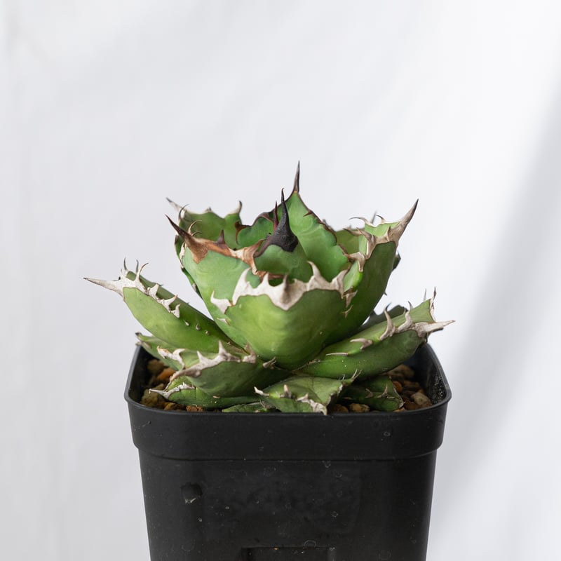 アガベ チタノタ 姫厳竜 Agave titanota 美株 多肉植物 珍奇植物 静岡