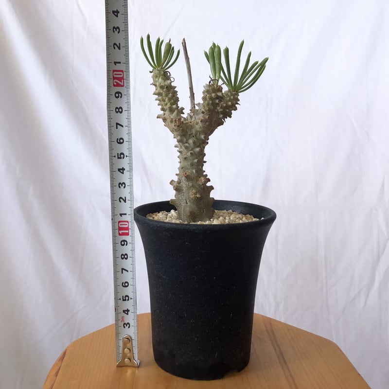 チレコドン ワリチー 奇峰錦 実生 Tylecodon wallichii コーデックス