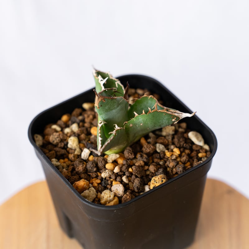 アガベ チタノタ ブツブツノーネーム TC株【発根管理中】Agave