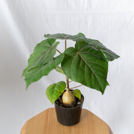 フィカス　ペティオラリス フィカス・ペティオラリスの育て方 | 観葉植物・お花の通販 AND PLANTS