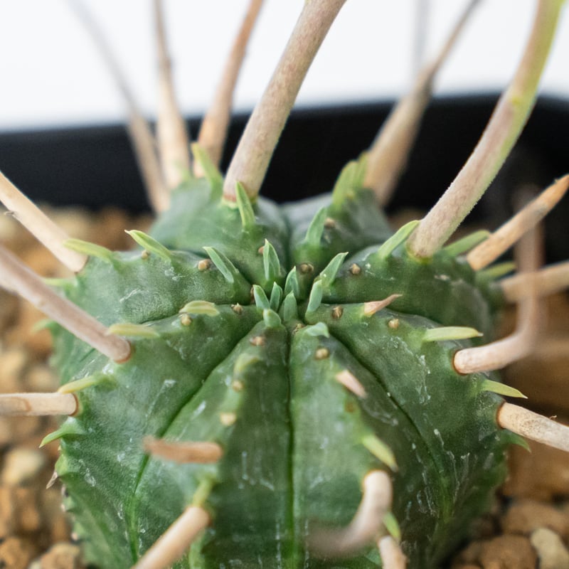 ユーフォルビア スーパーバリダ 美株 雌株 メス株 実生 Euphorbia