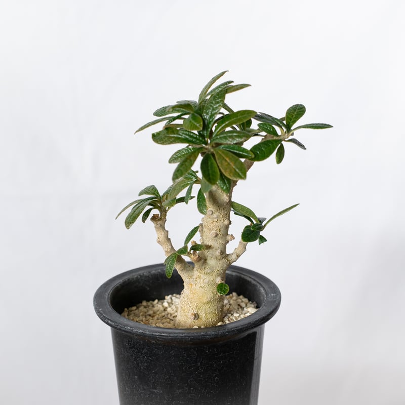 ドルステニア ギガス Dorstenia gigas 実生 塊根植物 多肉植物 珍奇