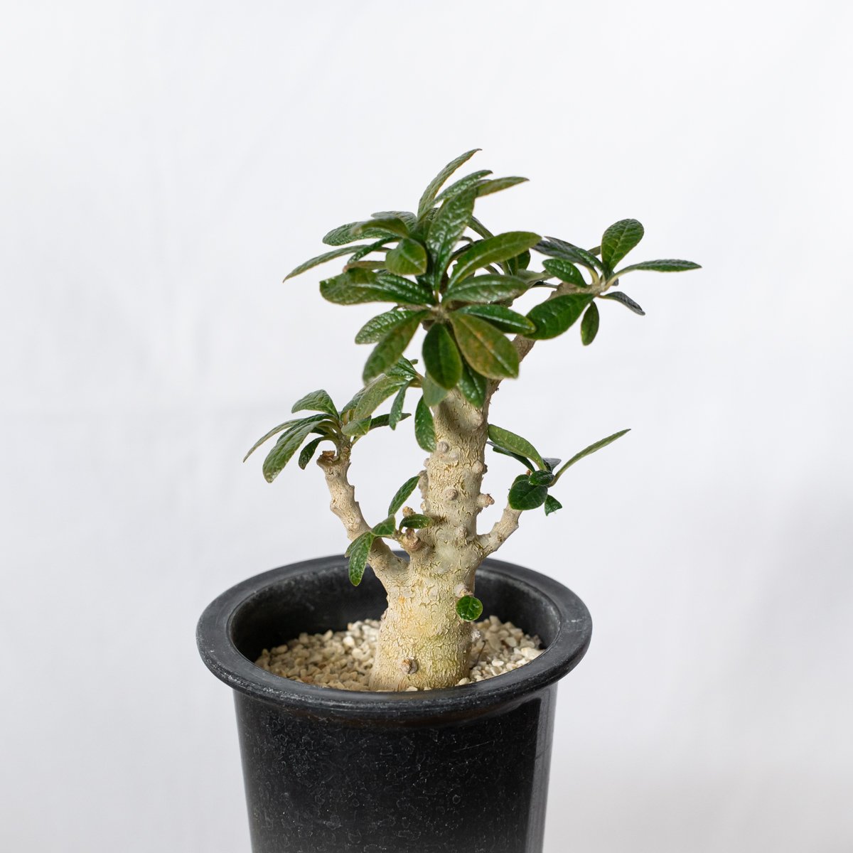 ドルステニア ギガス Dorstenia gigas 実生 塊根植物 多肉植物 珍奇