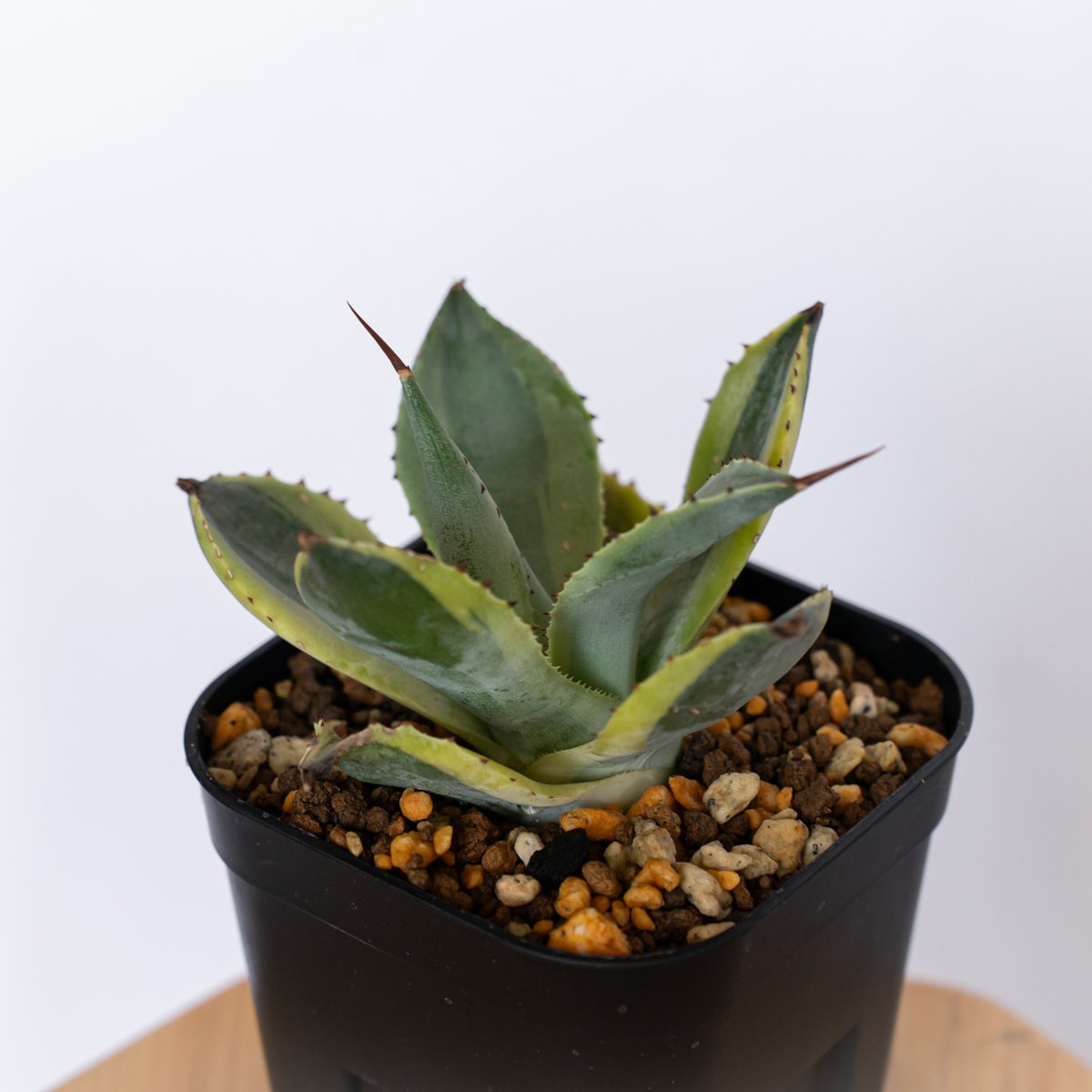 アガベ ポタトラム 三宅雷神 OC株 【発根管理中】Agave potatorum Miyak