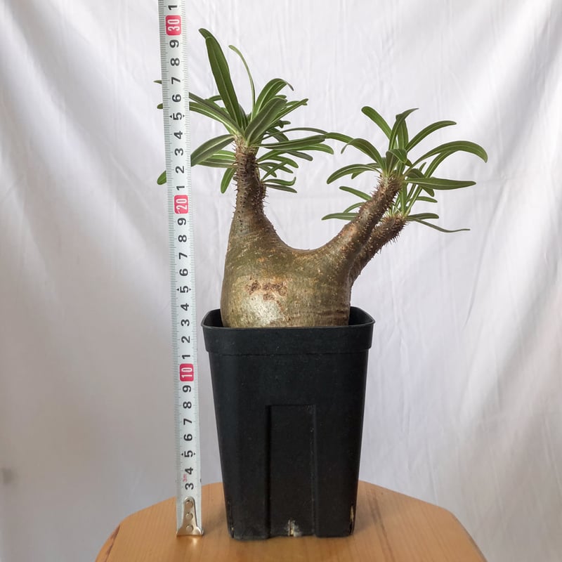 パキポディウム グラキリス pachypodhium Gracilius 塊根植物