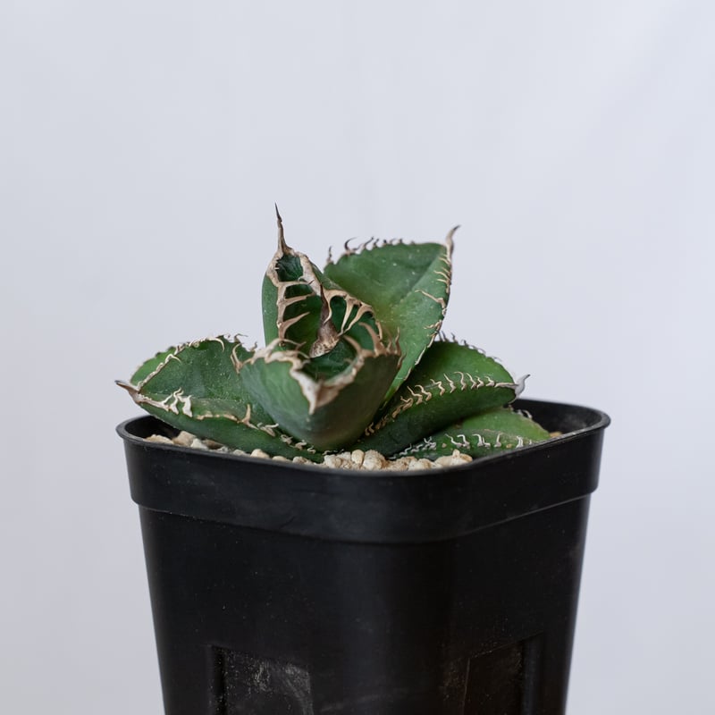 アガベ チタノタ 悪魔くん【発根管理中】TC株 Agave titanota