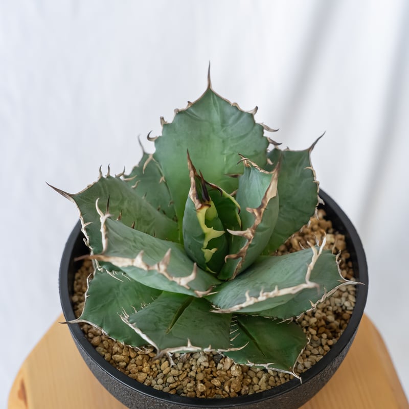 アガベ チタノタ 南覇王 Agave titanota Minami Haou 多肉植物 珍奇