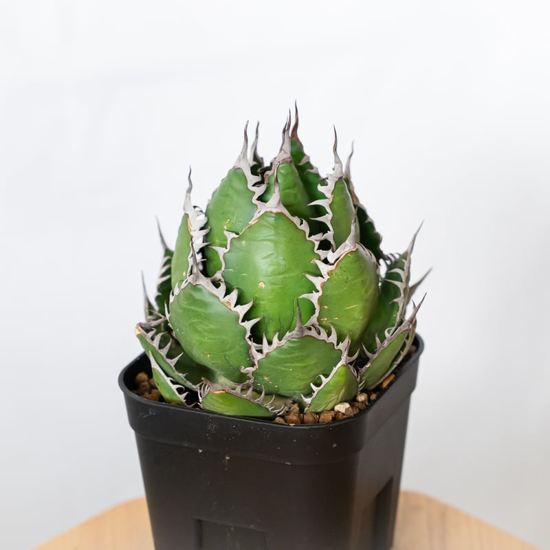 アガベ ホリダ 美株 【発根管理中】OC株 Agave horrida 多肉植物 珍奇