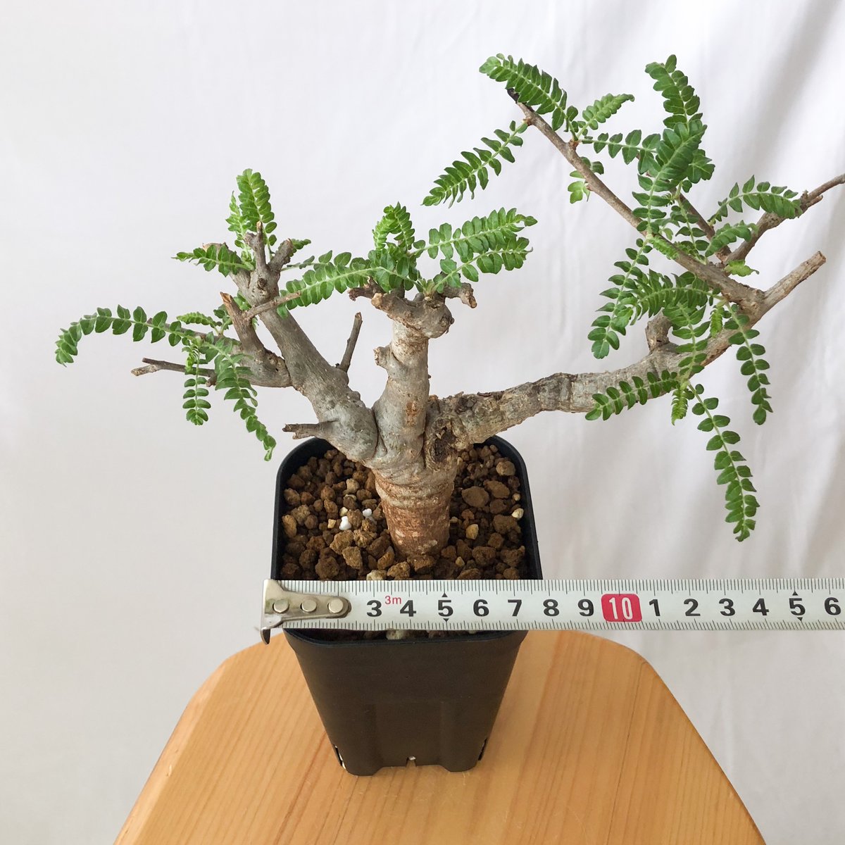 ボスウェリア ネグレクタ【発根管理中】Boswellia neglecta 多肉植物