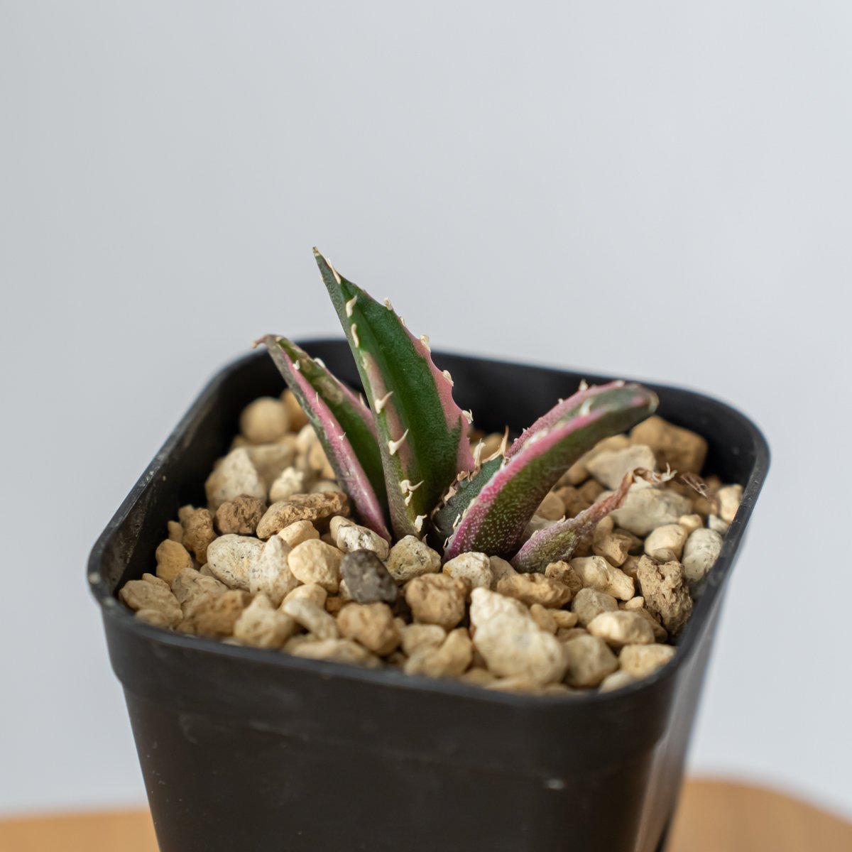 アガベ チタノタ 白鯨 白鯨錦 白覆輪【発根管理中】Agave titanota