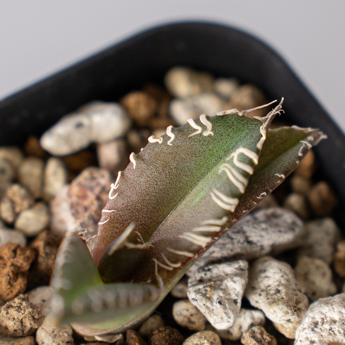 アガベ チタノタ 金蟾【発根管理中】Agave titanota kinsen TC株 多肉植