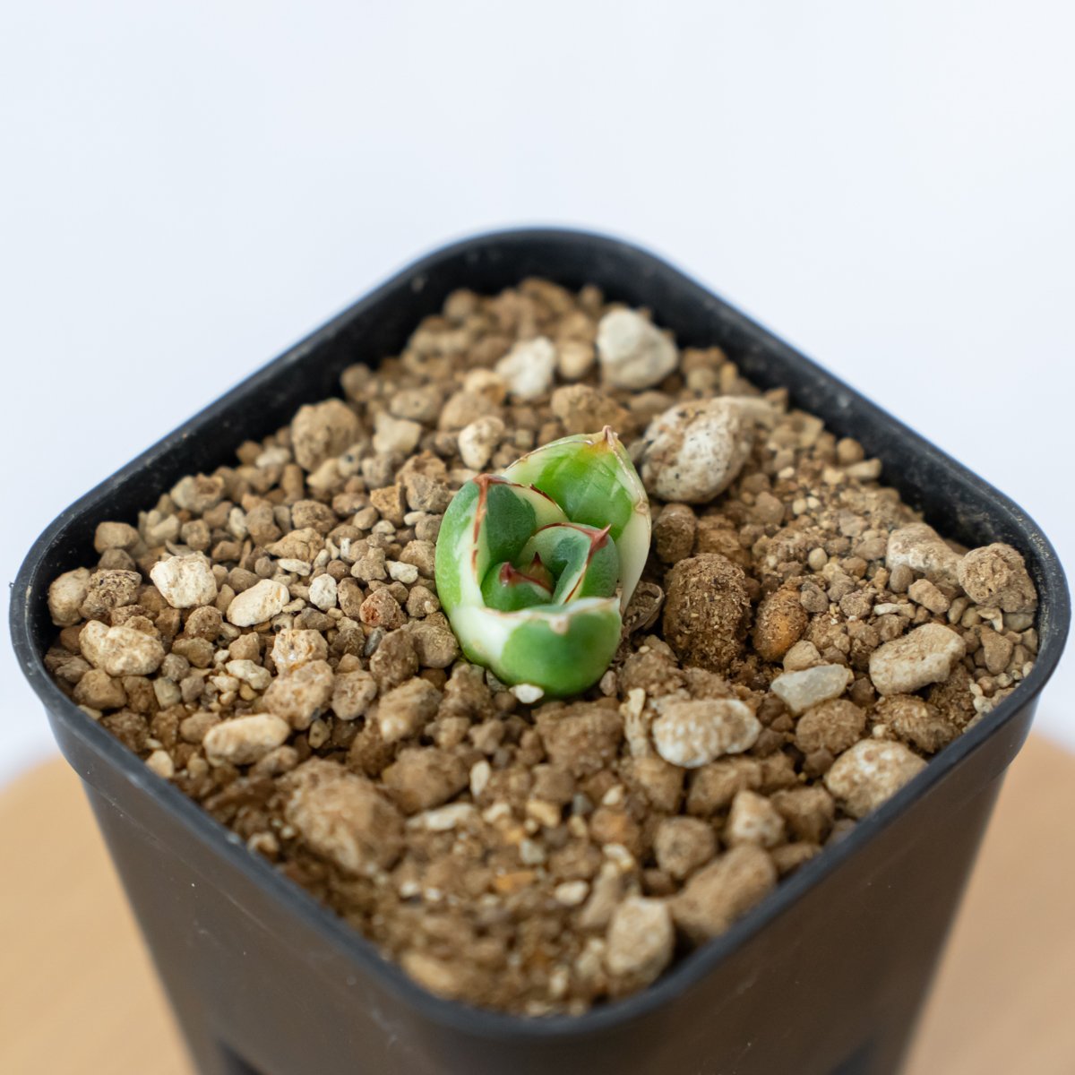 アガベ ピンキー【発根管理中】TC株 Agave Pinky 多肉植物 珍奇