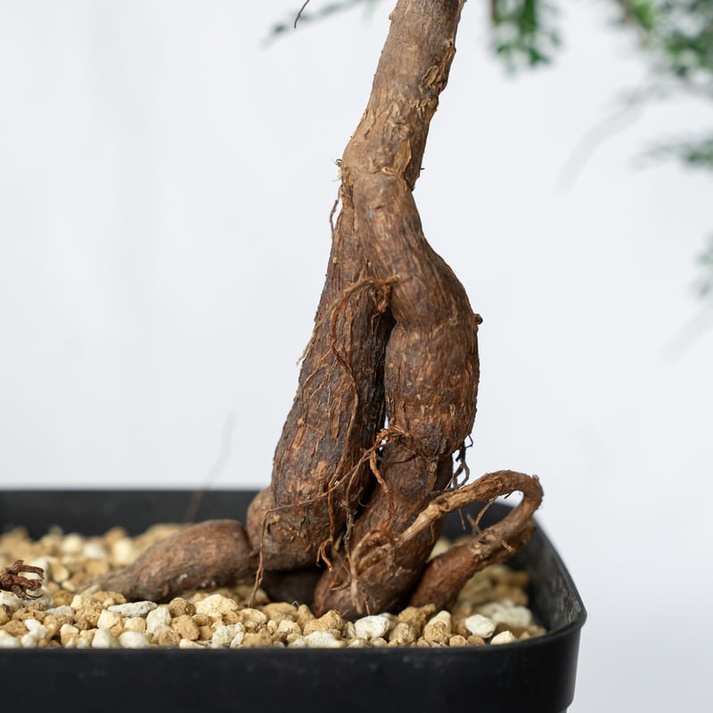 オペルクリカリア パキプス 実生 Operculicarya pachypus 塊根植物 多