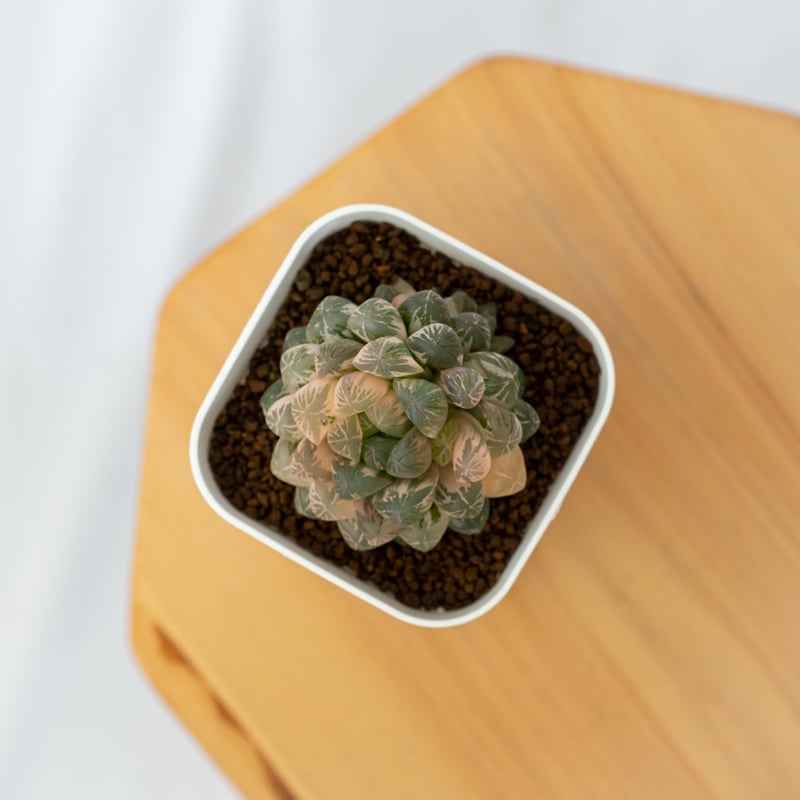 ハオルチア オブツーサ錦 舞姫錦 Haworthia obutusa 'Maihime