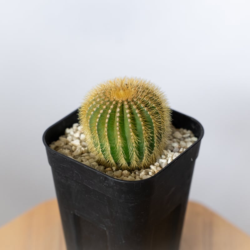 ユーベルマニア エリオカクトイデス 美株 実生 Uebelmannia pectinifera