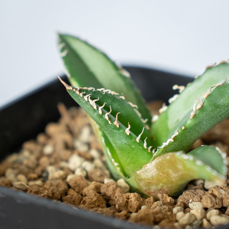 アガベ チタノタ 悪魔くん TC株 Agave titanota 多肉植物 珍奇植物