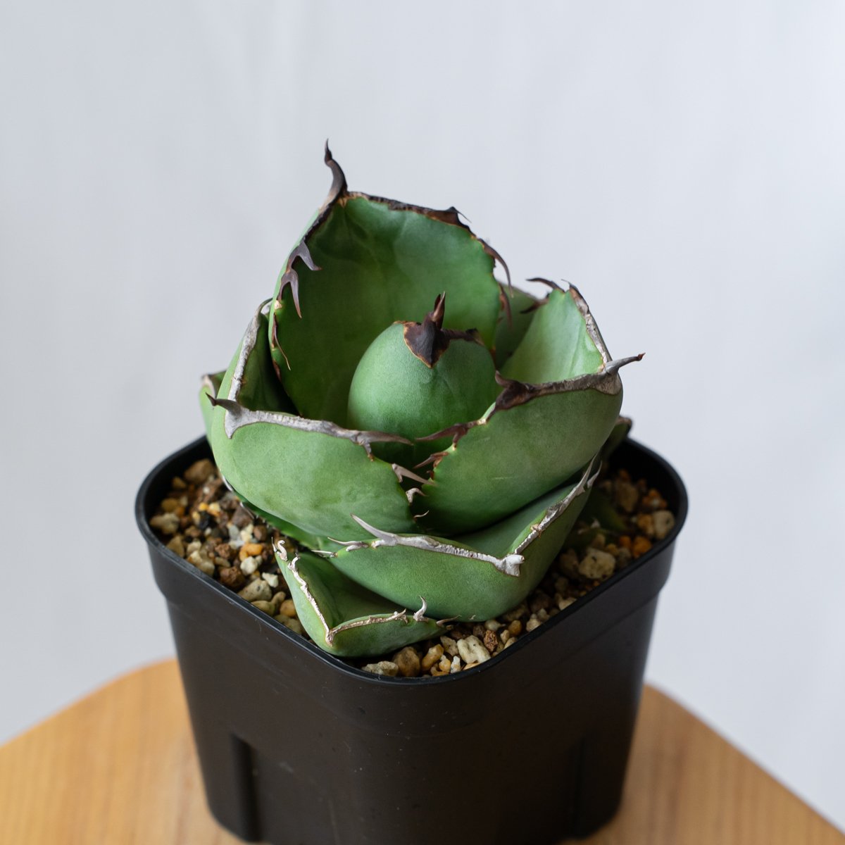 アガベ チタノタ 純血ジャガーノート OC株 Agave titanota Juggernau