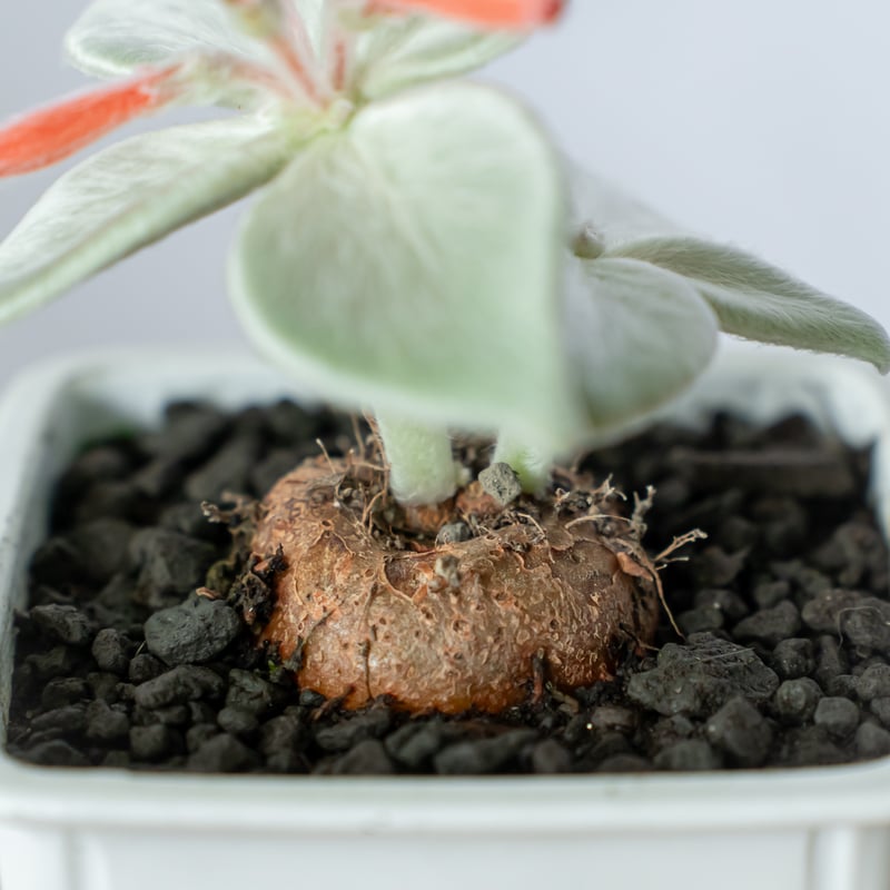 レクステネリア ブラジリアン エーデルワイス シンニンギア 断崖