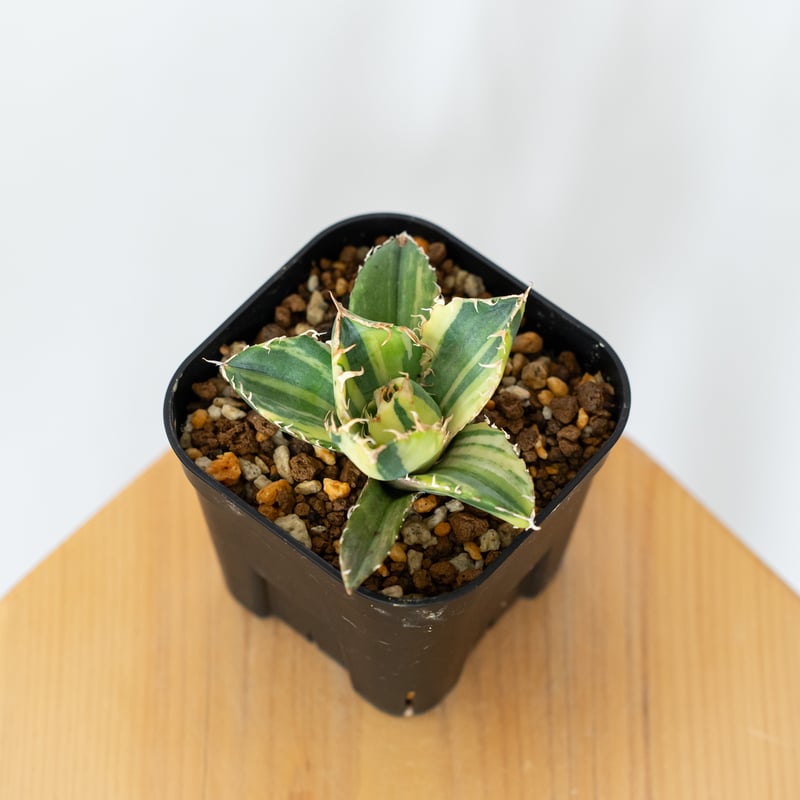 アガベ チタノタ 白鯨 縞斑 【発根管理中】TC株 Agave titanota White