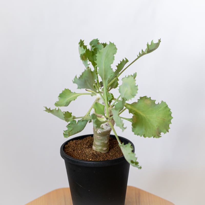 Othonna kagliorinnig worcester ES3287 オトンナ 多肉植物 塊根植物