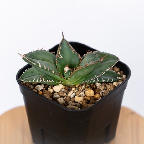 悪魔くん | STORES