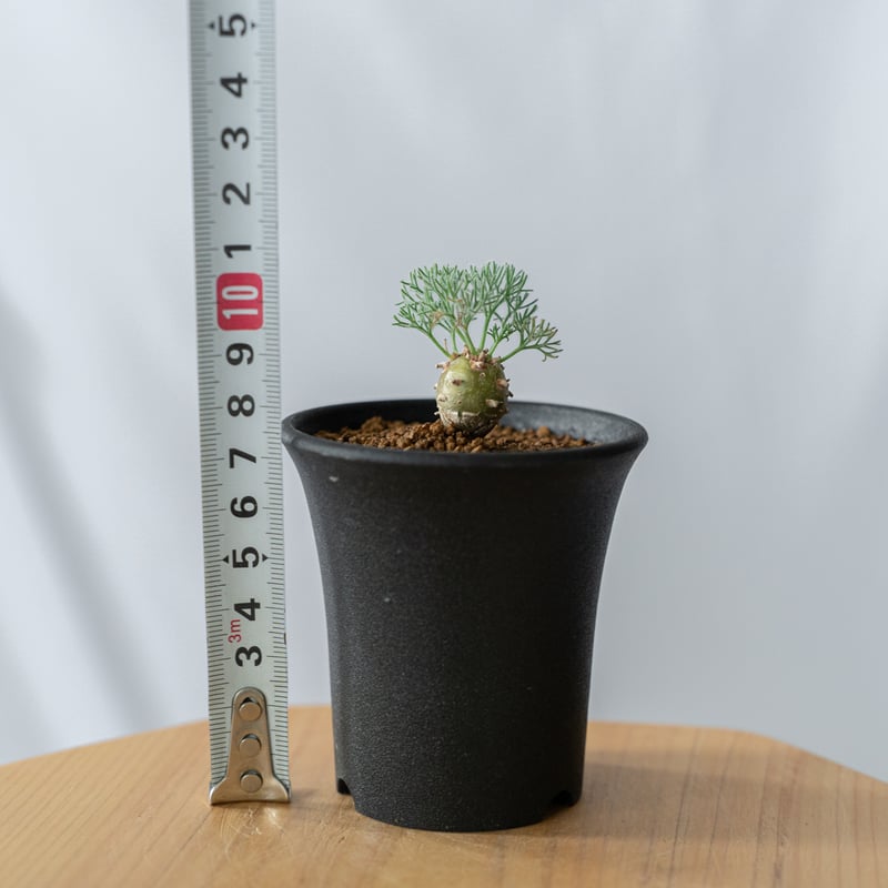 モンソニア ペニクリナム Monsonia peniculinum サルコカウロン 塊根