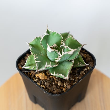 ☆最終値下げ☆アガベ チタノタ 白豪刺 錦 白覆輪 斑入り 白豪刺 | STORES