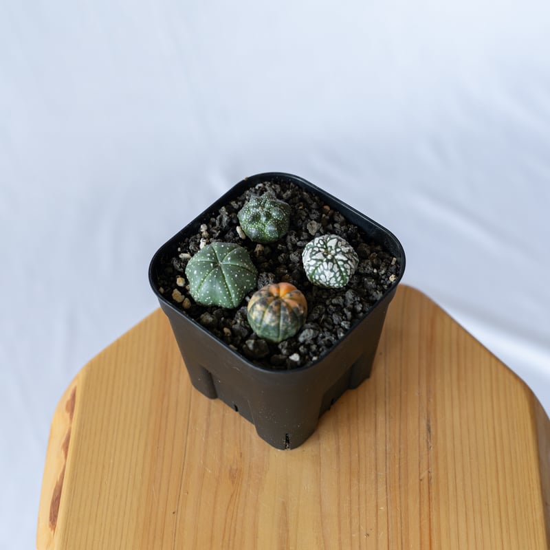 サボテン アストロフィツム 瑠璃兜 錦 兜丸 自家実生苗 4年 12株セット アストロフィツム 兜丸錦&ルリ兜 サボテン セット おまけ付 - メルカリ