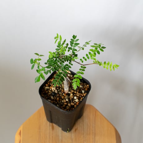 コミフォラ モンストローサ 実生 Commiphora monstruosa 灌木コーデックス 多肉植物 観葉植物 珍奇植物 静岡 ANTIDOTE 通販 S1501